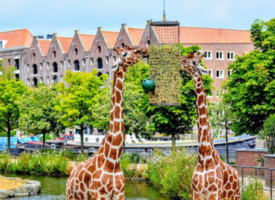 netherlands/amsterdam/landmark/artis
