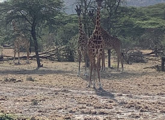 kenya/loita-plains/landmark/ol-kinyei-conservancy