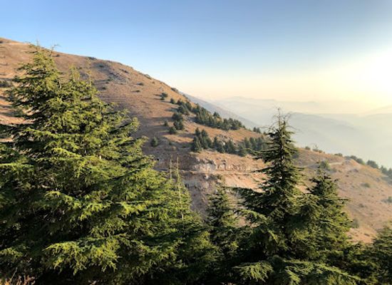 lebanon/chouf/landmark/cedars-of-lebanon