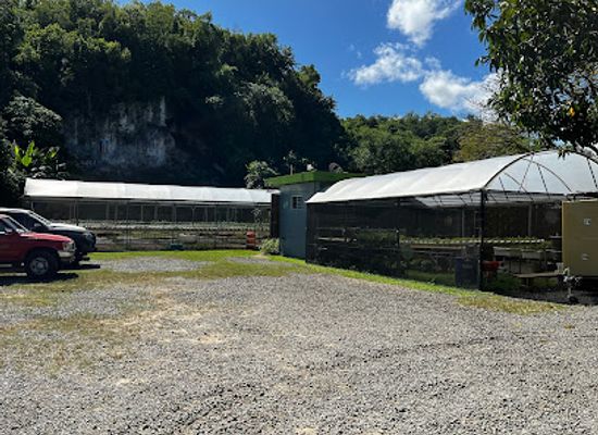 puerto-rico/manati/landmark/frutos-del-guacabo