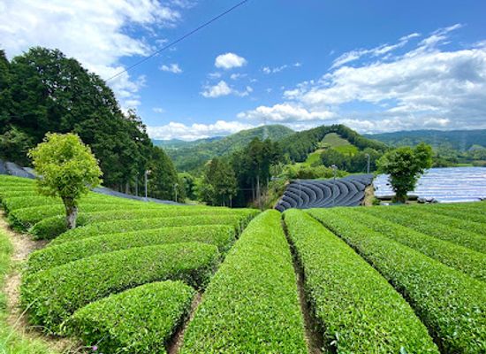 japan/kyoto-countryside/landmark/wazuka-tea-plantation
