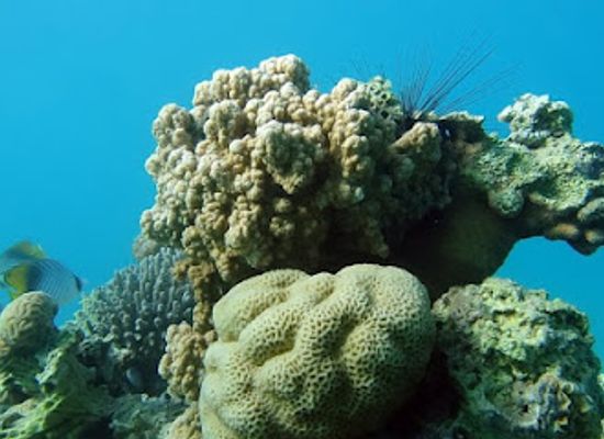 israel/negev/landmark/dolphin-reef