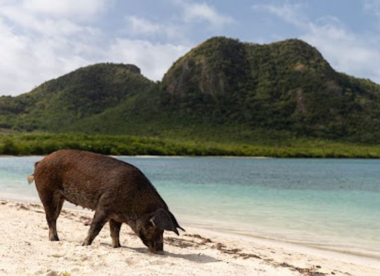 antigua-and-barbuda/bolands/landmark/seaforth-beach