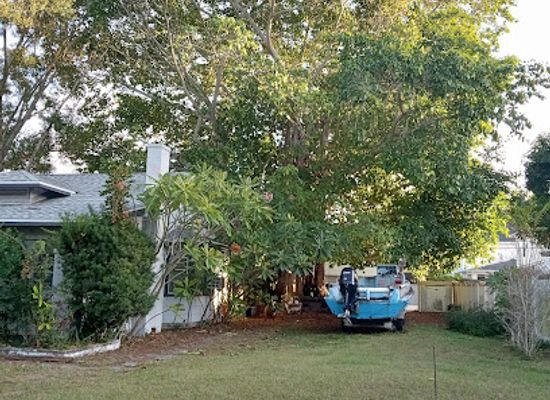 florida/st-petersburg/landmark/2nd-best-tree-in-crescent-heights