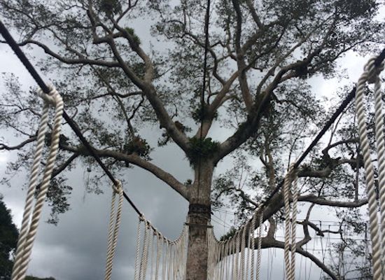 ghana/aowin/landmark/kakum-national-park