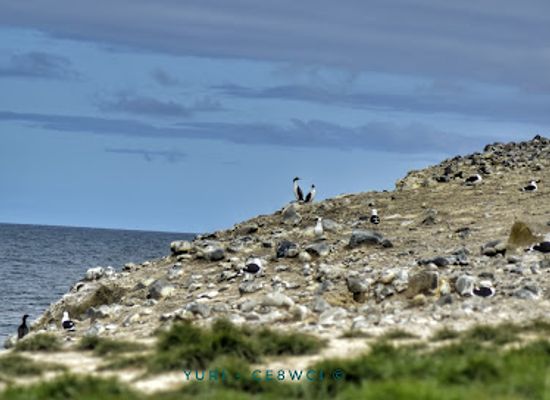 chile/tierra-del-fuego/landmark/los-pinguinos-natural-monument