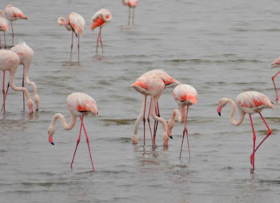 namibia/walvis-bay/landmark/flamingo-lagoon