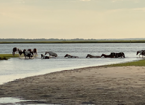 virginia/tidewater/landmark/assateague-explorer-pony-watching-cruise-kayaking