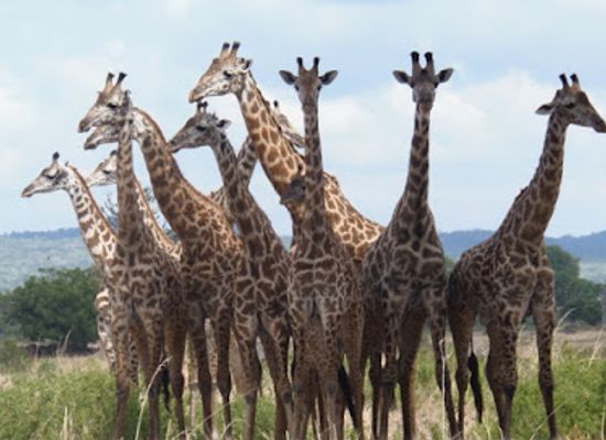 tanzania/morogoro/landmark/watu-safaris-t-ltd