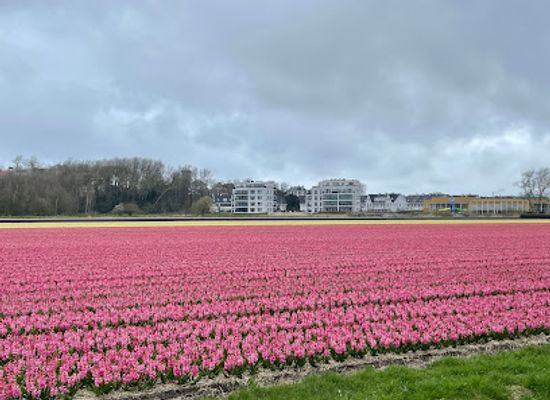 netherlands/bollenstreek/landmark/flower-field-bollenveld