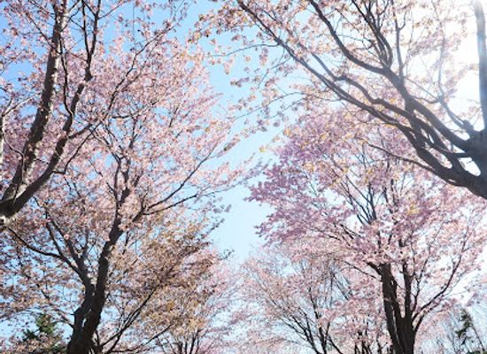 japan/sapporo/moerenuma-park/landmark/forest-of-cherry-trees