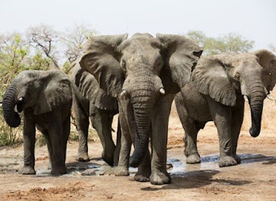 chad/tandjile/landmark/zakouma-national-park