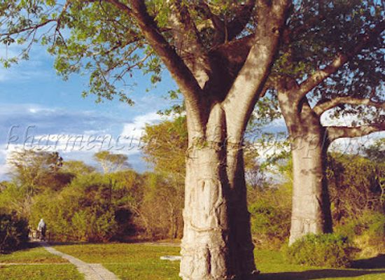 malawi/mangochi/landmark/liwonde-national-park