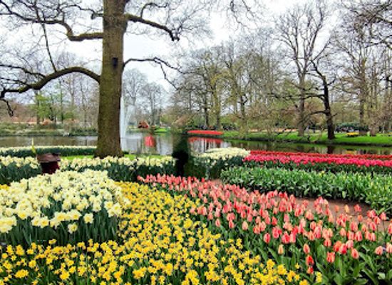 netherlands/bollenstreek/landmark/tulpentijd-in-nederland