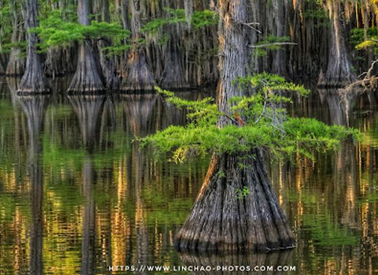 louisiana/caddo-lake/landmark/caddo-lake-state-park