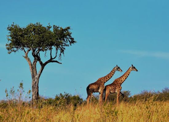 tanzania/kilimanjaro-region/landmark/kilimanjaro-bound-ltd