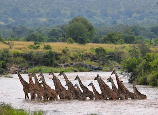 kenya/maasai-mara/landmark/mara-north-conservancy