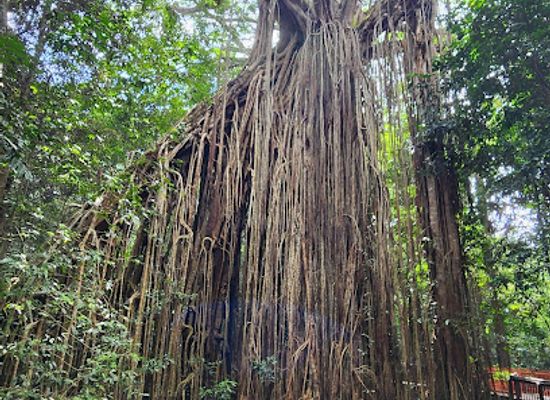 australia/atherton-tablelands/landmark/yungaburra-national-park