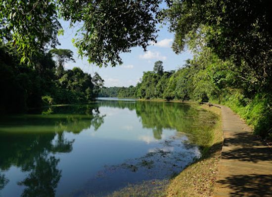 singapore/macritchie-reservoir/landmark/macritchie-reservoir