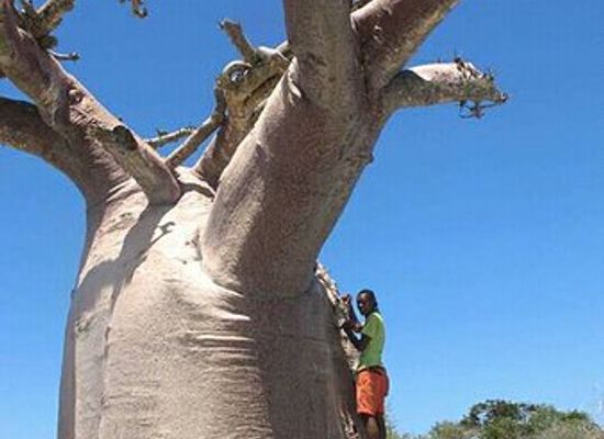 madagascar/bongolava/landmark/reserve-peyrieras-madagascar-exotic