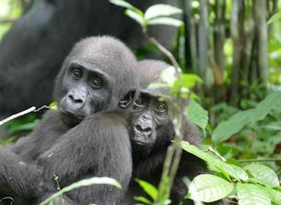 gabon/pikounda-gorilla-camp/landmark/loango-national-park-lodge-wildlife-camps