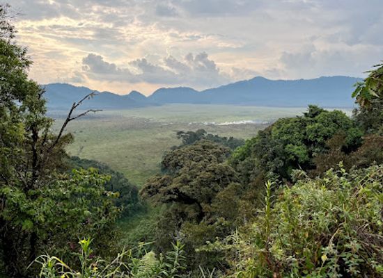 rwanda/nyungwe-forest-national-park/landmark/kamiranzovu-swamp
