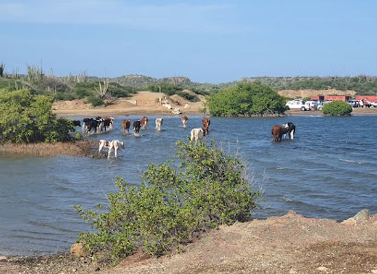 curacao/curacao-ostrich-farm/landmark/groot-sint-joris