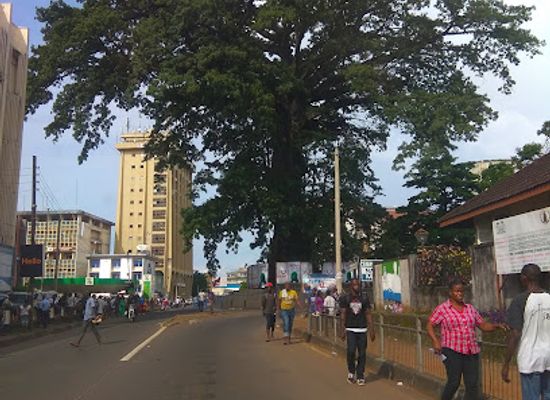 sierra-leone/southern-province/landmark/cotton-tree