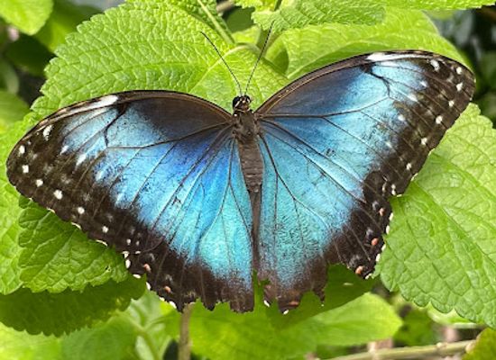 panama/el-valle-de-anton/landmark/butterfly-haven