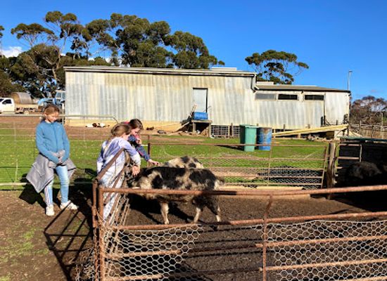 australia/kangaroo-island/landmark/will-s-rare-breeds-farm