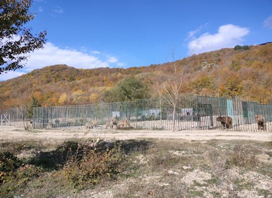 georgia/pshavi/landmark/sabaduri-forest