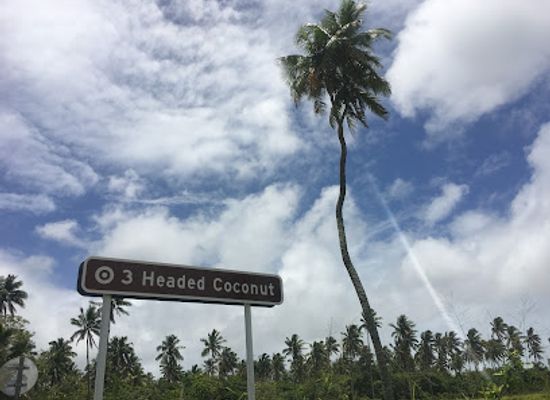 tonga/neiafu/landmark/3-headed-coconut