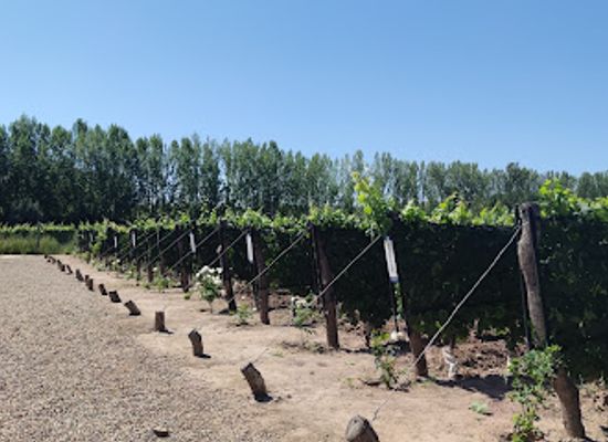 argentina/mendoza-wine-region/landmark/lamadrid-estate-wines