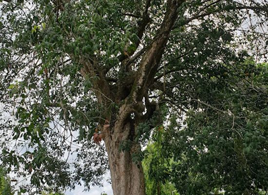 malaysia/negeri-sembilan/landmark/pokok-getah-pertama-negeri-sembilan