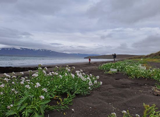 iceland/dalvik/landmark/dalvik-beach