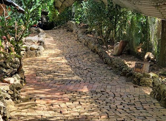 barbados/saint-andrew/landmark/barbados-wildlife-reserve