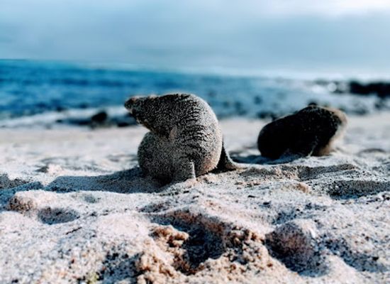 ecuador/puerto-ayora/landmark/shark-bay-dive-center