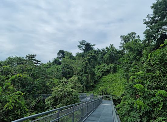 singapore/southern-ridges/landmark/forest-walk