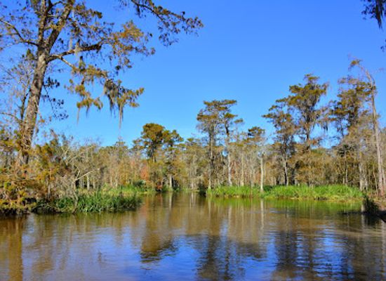 louisiana/river-parishes/landmark/maurepas-swamp-wildlife-management-area