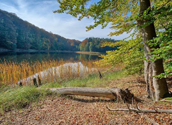 germany/uckermark/landmark/weltnaturerbe-buchenwald-grumsin