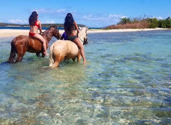 puerto-rico/vieques-island/landmark/jurutungo-farm
