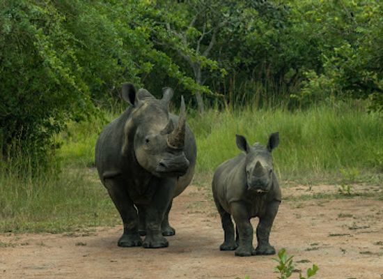 uganda/central-region/landmark/ziwa-rhino-and-wildlife-ranch
