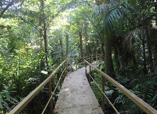 puerto-rico/yunque-national-forest/landmark/pterocarpus-forest
