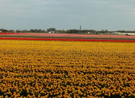 netherlands/bollenstreek/landmark/viewpoint-burgzicht