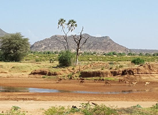 kenya/coastal-region/landmark/buffalo-springs-national-reserve