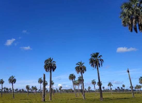 uruguay/rocha/landmark/palmares-de-rocha