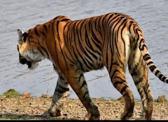 india/ranthambore/landmark/ranthambore-safari-booking