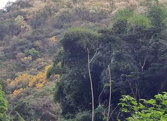 ghana/wli-nature-reserve/landmark/tafi-atome-monkey-sanctuary-and-cultural-village