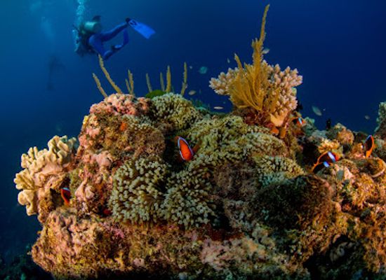 australia/ningaloo-reef/landmark/reef-encounter
