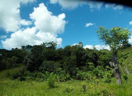 madagascar/atsinanana/landmark/reserve-speciale-d-analamazoatra